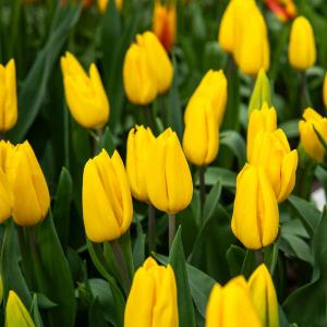 Tulipe Strong Gold (x8)
